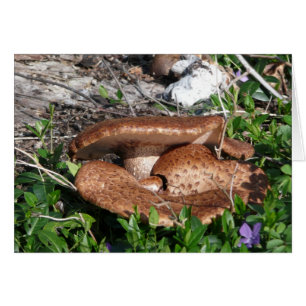 Cartão Cogumelos