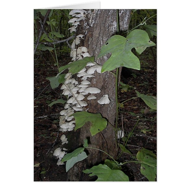 Cartão Cogumelos4 (Frente)