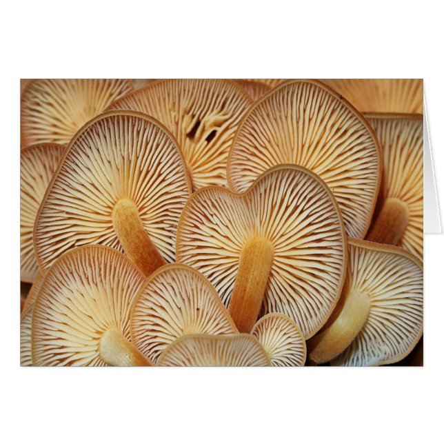 Cartão Cogumelos alaranjados de Mycena (Frente horizontal)