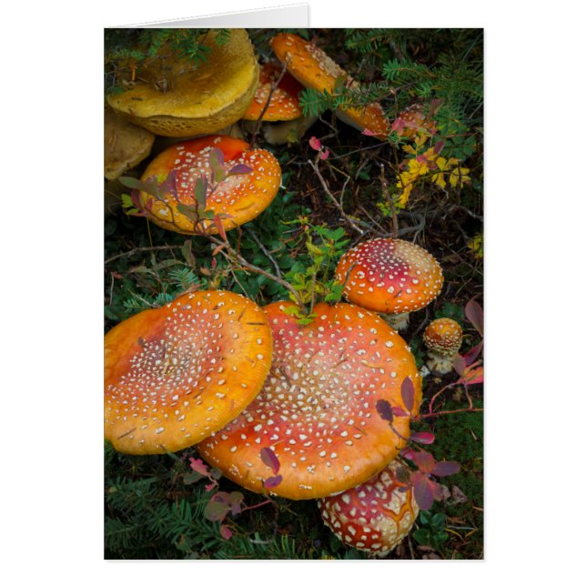 Cartão Cogumelos de carvalho-voador no lago de Mowich (Frente)