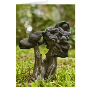 Cartão Cogumelos Místicos