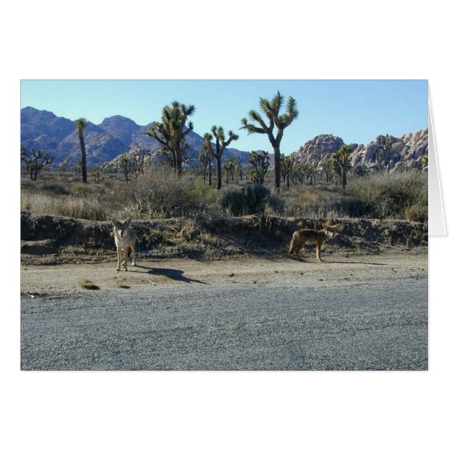 Cartão Coiotes na Prowl (Frente Horizontal)