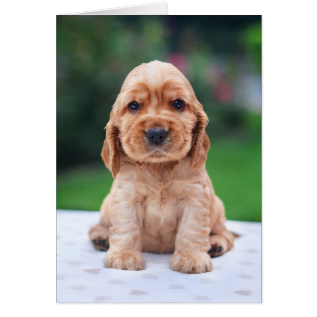 Cartão Coker Spaniel Puppy (Frente)