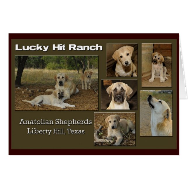 Cartão colagem afortunada da batida (Frente Horizontal)