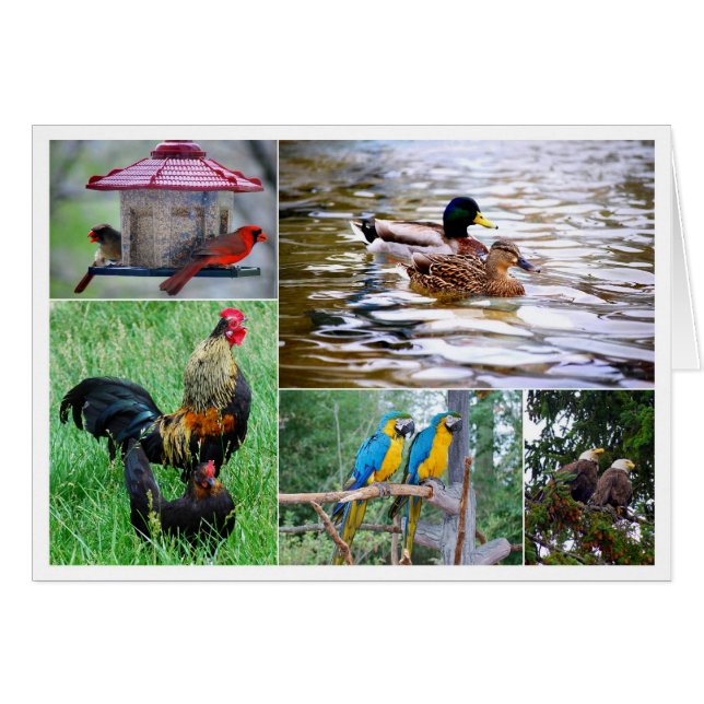 Cartão Colagem de Pares de Pássaros (Frente Horizontal)