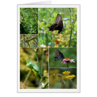Colagem do Ciclo de Vida da Borboleta Swallowtail