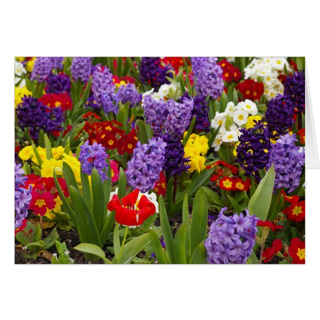 Cartão Coleção Arco-íris (Frente Horizontal)