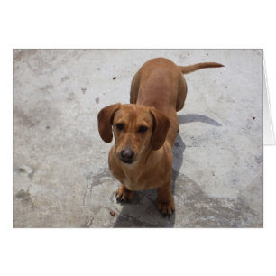 Cartão Coleção bonito do Dachshund