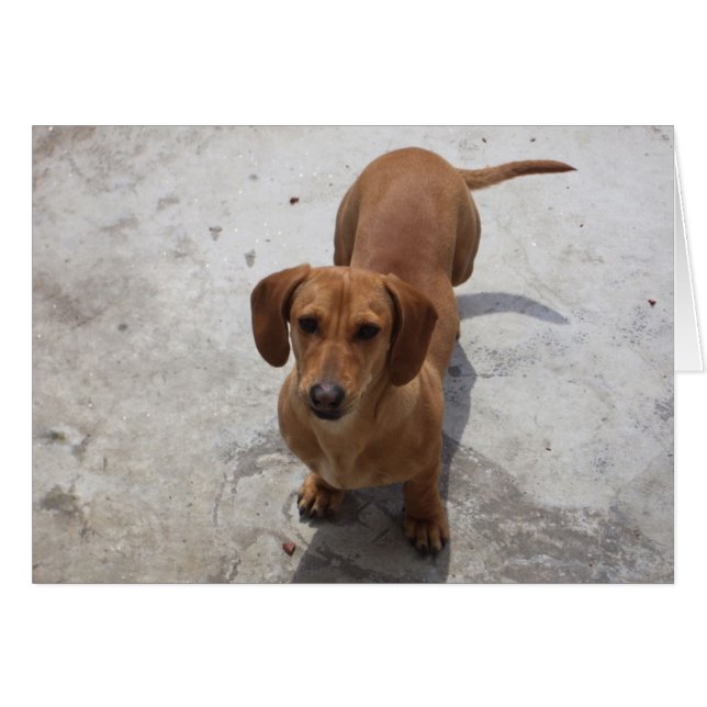 Cartão Coleção Cute Dachshund (Frente Horizontal)