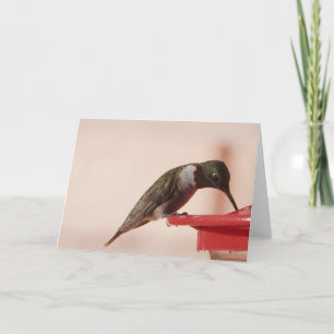 Cartão Coleção de Aves: Hummingbird (notas de vazio)
