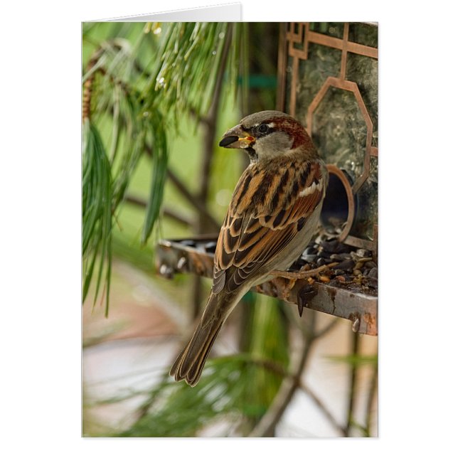 Cartão Coleção de Aves Selvagens - ALIMENTAÇÃO PARA SOBRA (Frente)