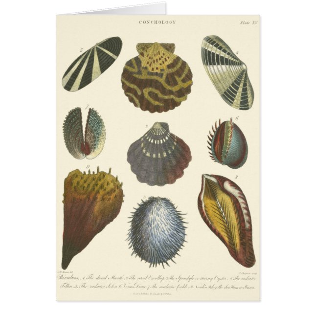 Cartão Coleção de Conchologia (Frente)