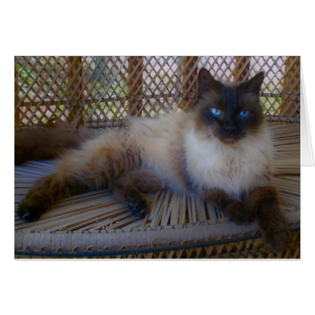 Cartão Coleção de Gatinhos de Olhos Azuis (Frente Horizontal)