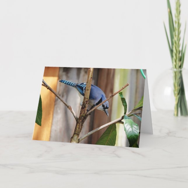 Cartão Coleção de Pássaros: Blue Jay (notas de vazio) (Frente)