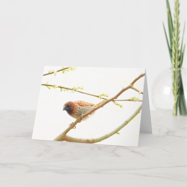 Cartão Coleção de Pássaros: Finch de Especiarias (notas d (Frente)