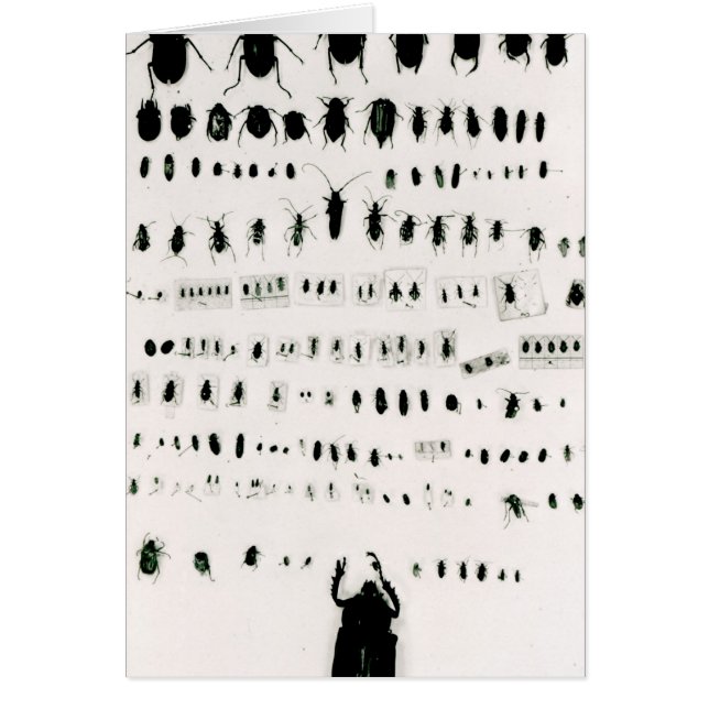 Cartão Coleção do inseto de Darwin (Frente)