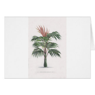 Cartão coleção tropical da palmeira - V de tiragem