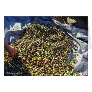 Cartão Colheita de azeitona