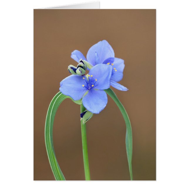 Cartão Colheita do Glautelão (Frente)