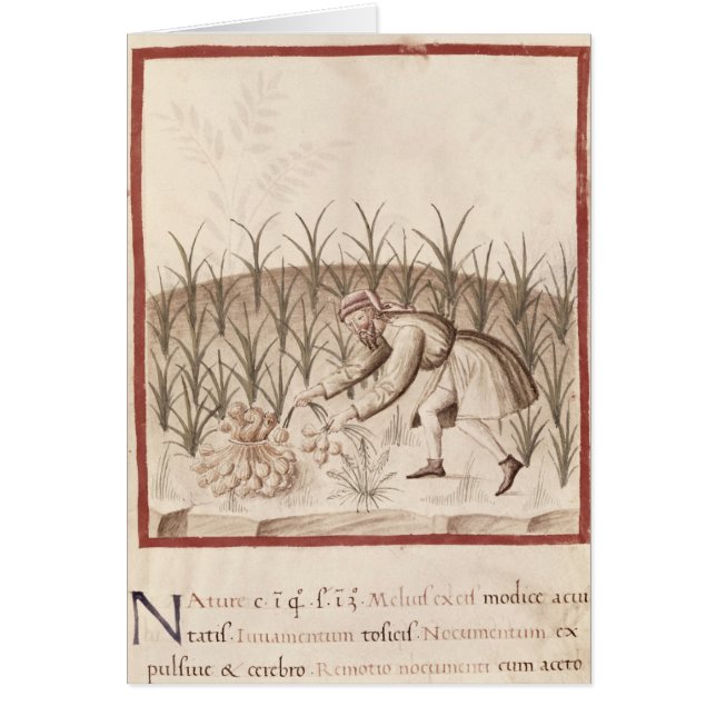 Cartão Colhendo o alho (Frente)