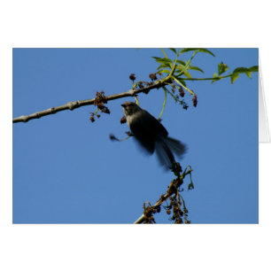 Cartão Colibri