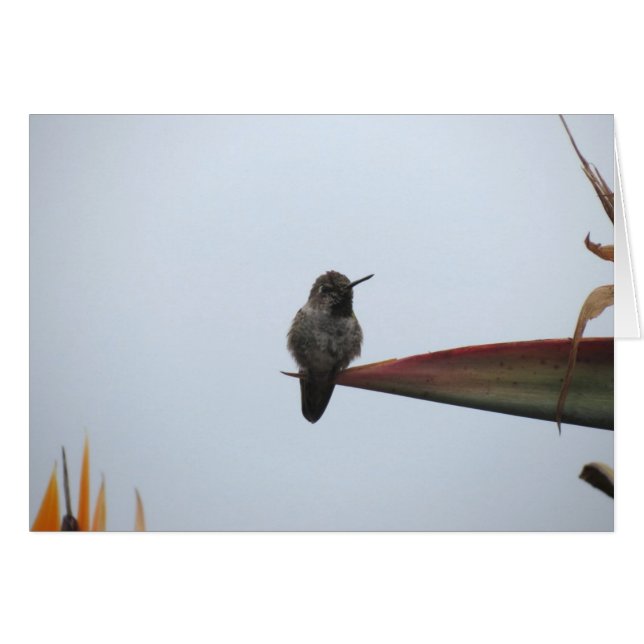 Cartão Colibri áspero 2014 (Frente Horizontal)