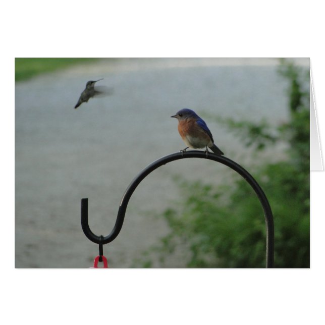 Cartão Colibri & Bluebird, religiosos (Frente Horizontal)