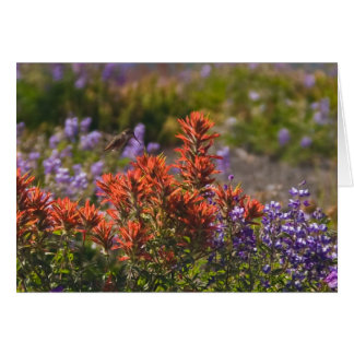 Cartão Colibri Rufous