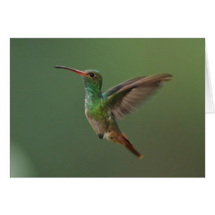 Cartão colibri Rufous-atado