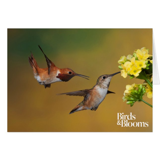 Cartão Colibri Rufous de flutuação (Frente horizontal)
