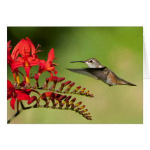 Cartão Colibri Rufous em Lucifer Crocosmia