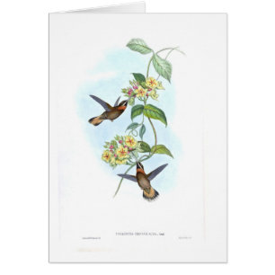 Cartão Colibris
