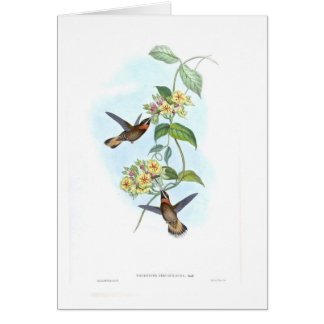 Cartão Colibris