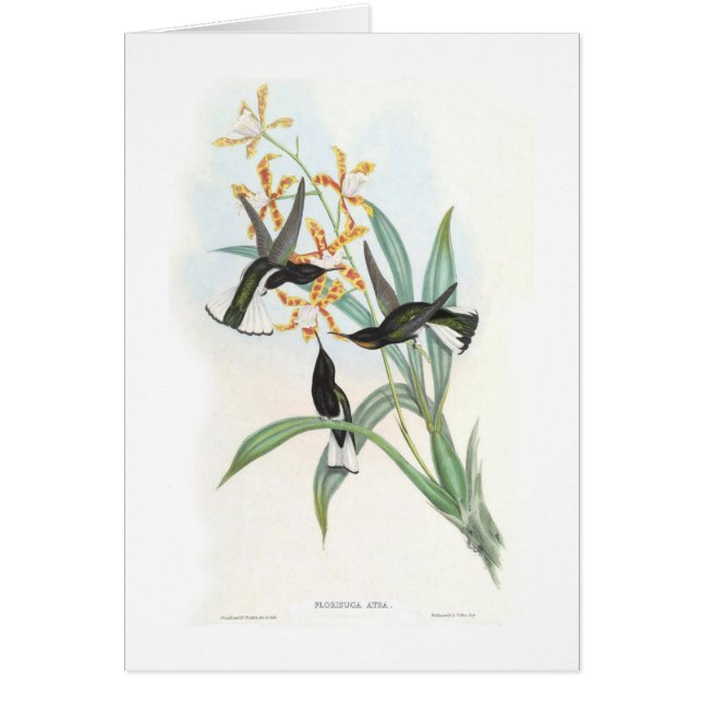 Cartão Colibris (Frente)