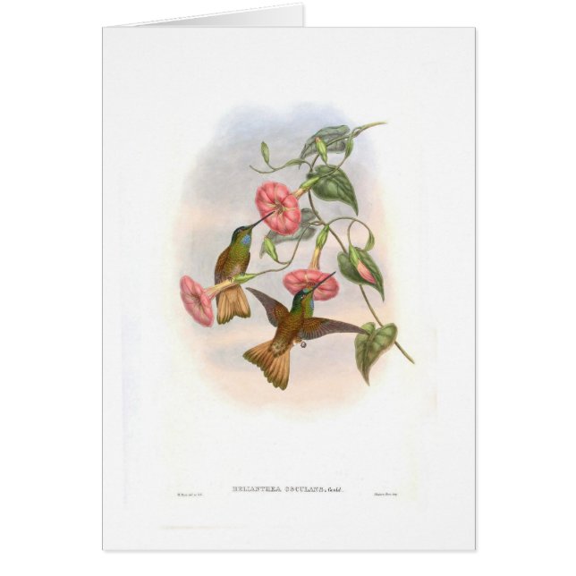 Cartão Colibris (Frente)