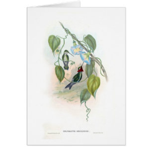 Cartão Colibris