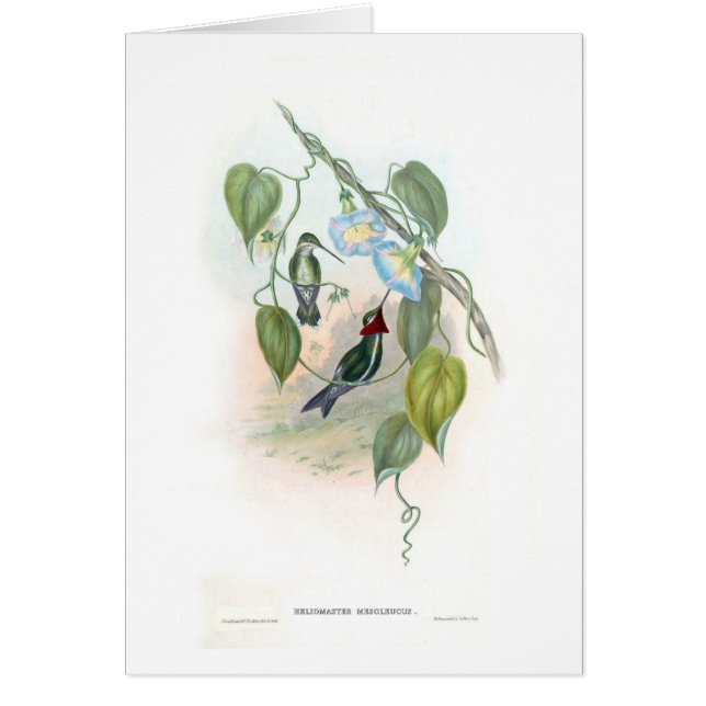 Cartão Colibris (Frente)