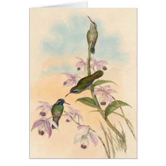 Cartão Colibris e orquídeas de Gould