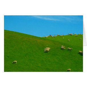 Cartão colina de ovelhas nz
