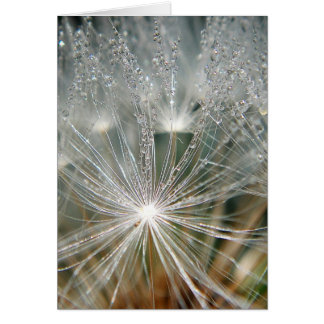 Cartão Colírio brilhante num dandelion branco
