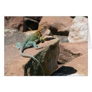 Cartão Collared Lizard, Placa de Vazio Mesa Verde