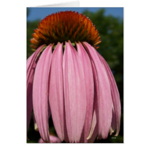 Cartão Collasol Echinacea