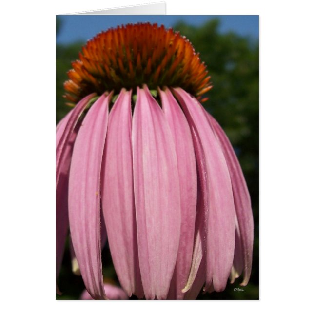 Cartão Collasol Echinacea (Frente)