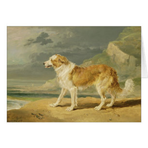 Cartão Collie Áspero-revestido, 1809 (óleo a bordo)