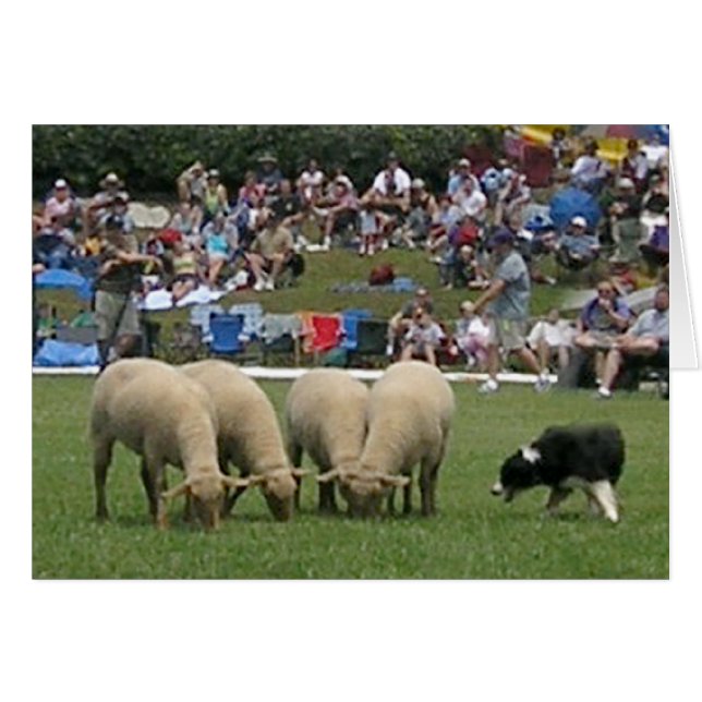 Cartão Collie de Borda em Ação (Frente Horizontal)