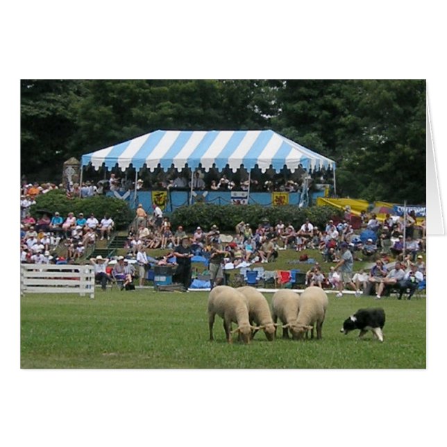 Cartão Collie de Borda em Ação (Frente Horizontal)