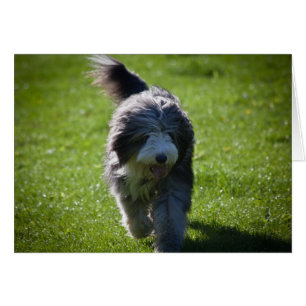 Cartão Collie farpado