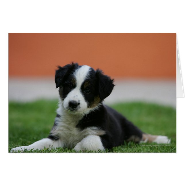 Cartão Collie, Fronteira Antiga de 6 Semanas (Frente Horizontal)