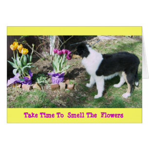 Cartão Collie Pup/Tulips Levam Tempo 2 Cheiram As Flores