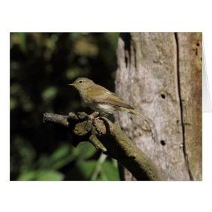 Cartão Collybita do Phylloscopus